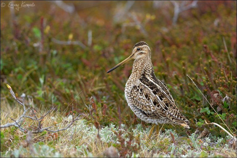Японский бекас в зарослях шикши фото превью