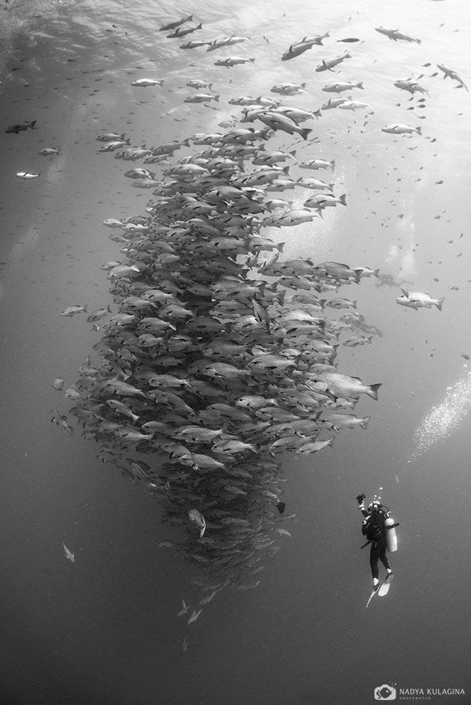 Aggregation, Diver, Schoal, School, Snapper, Underwater, Глубина, Дайвер, Косяк, Луциан, Подводное фото, Рыбы, Скопление, Nadya Kulagina