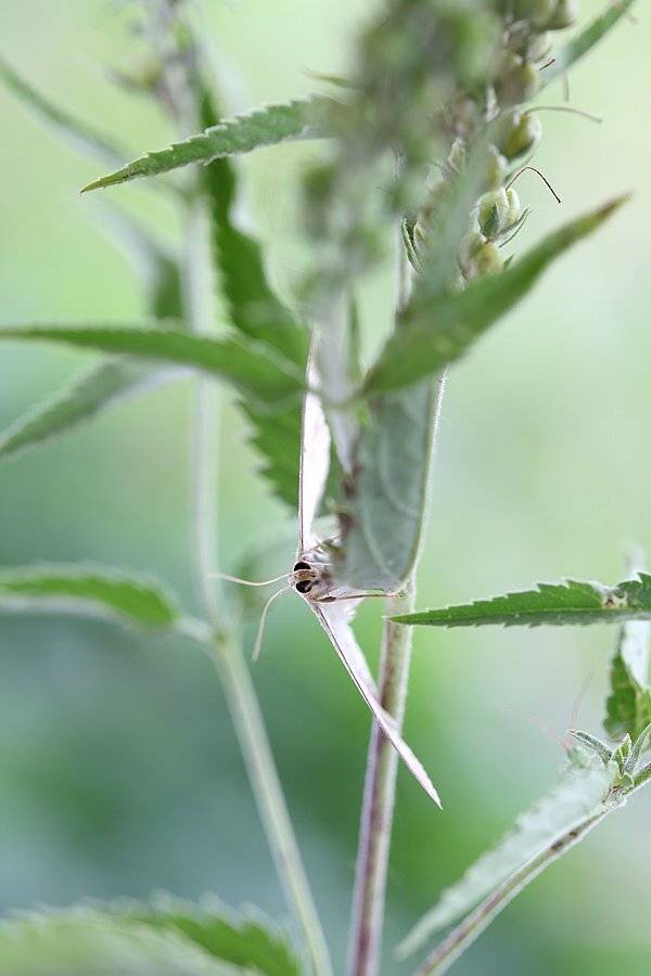 , Сергей Таланов