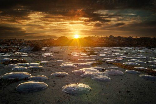 Jellyfish Sunset