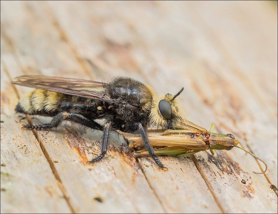 , Бурлов Андрей