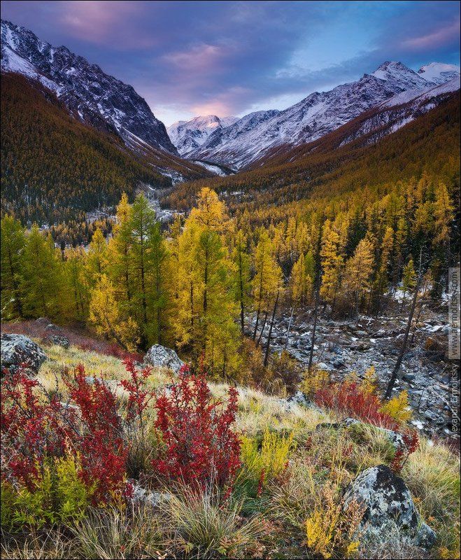 ~ Карамажой ~ фото превью