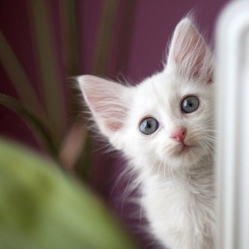 Bella фото превью