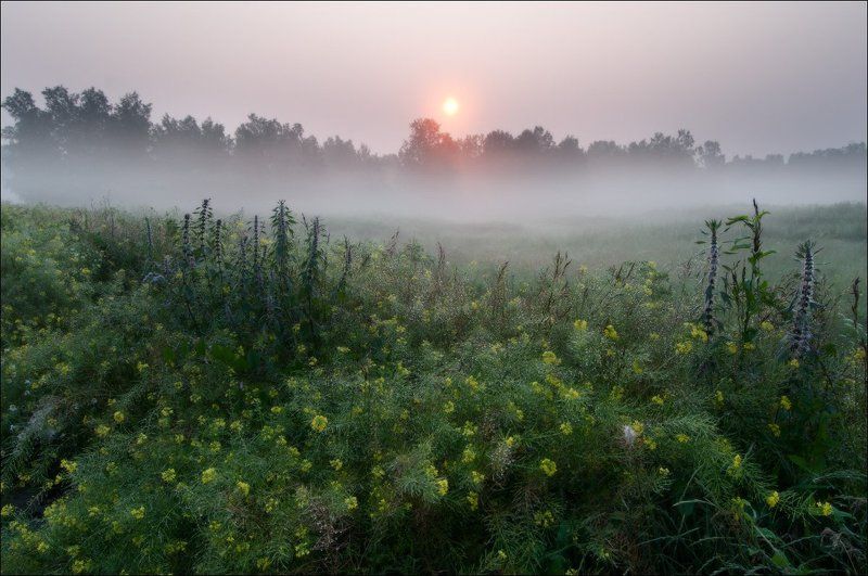 НЕЖНОСТЬ УТРЕННЕЙ РОСЫ фото превью