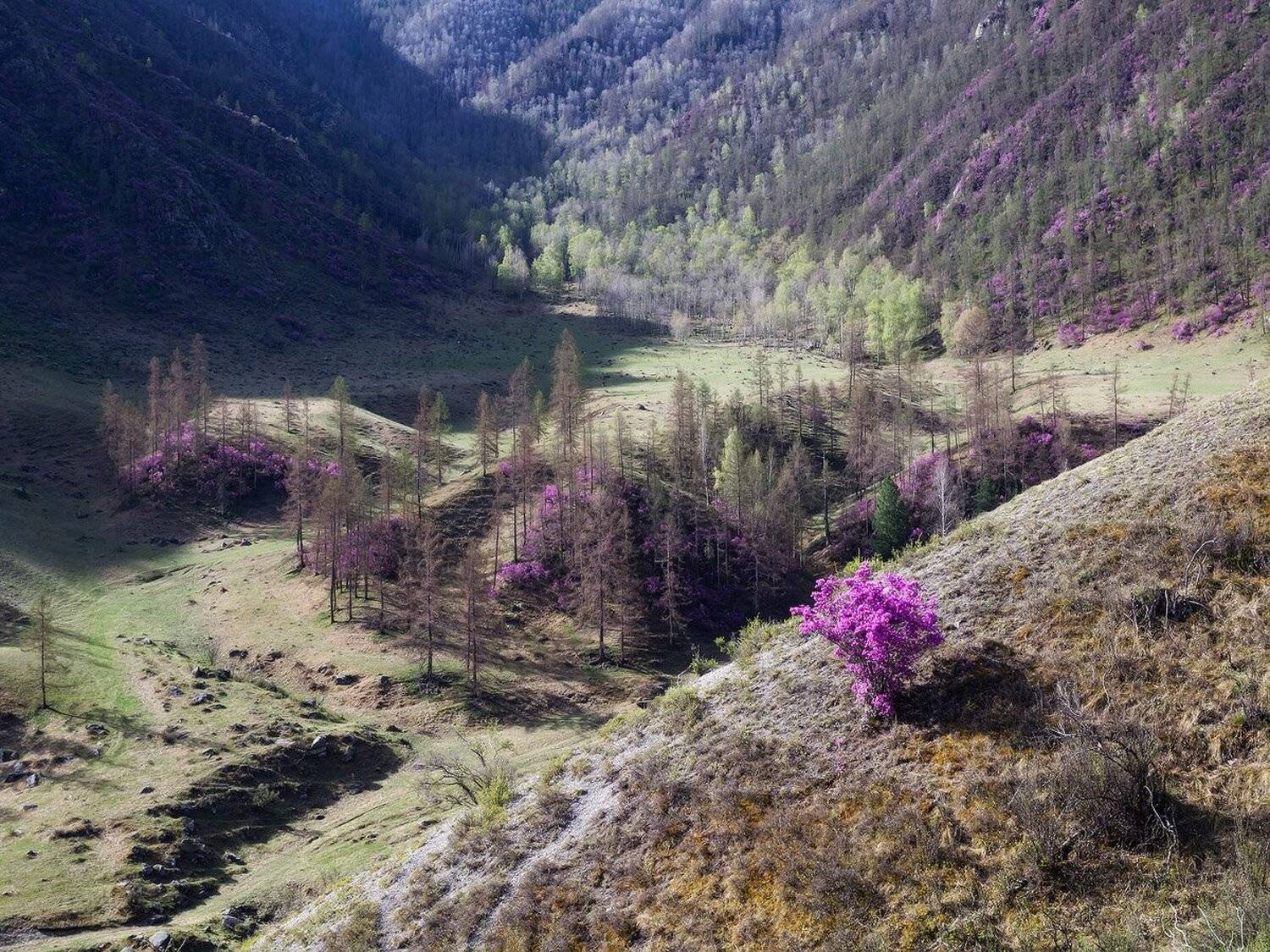 Горный Алтай, Рододендрон ледебура, Лещёнок Александр