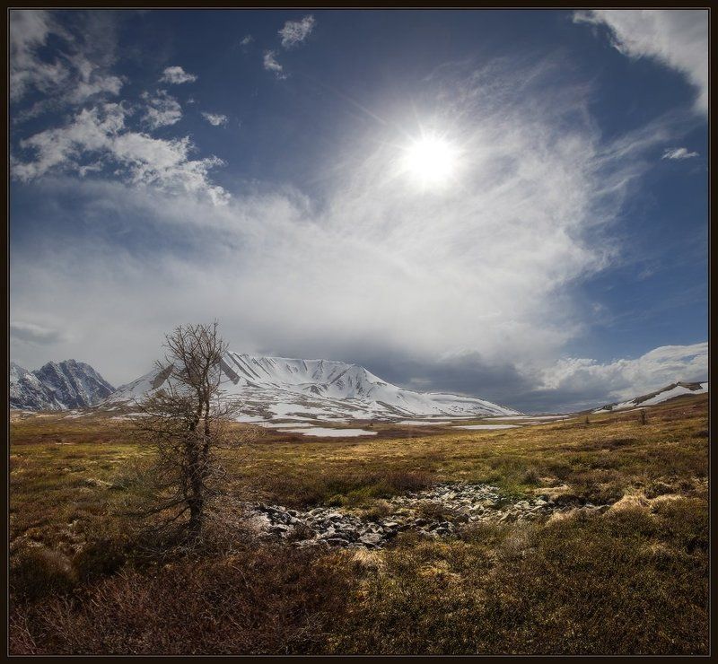 Алтай, Горы, Дерево, Моховое, Облака, Снег, Солнце, Ярославский виталий Солнечная Увертюра фото превью