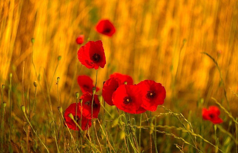Poppies фото превью