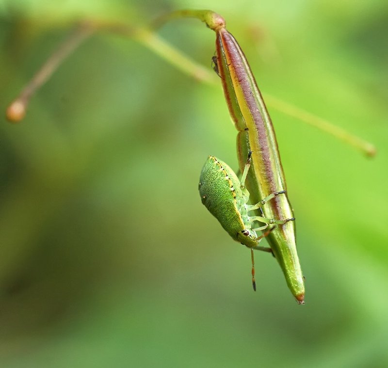 Букашка, Макро, Насекомое *** фото превью