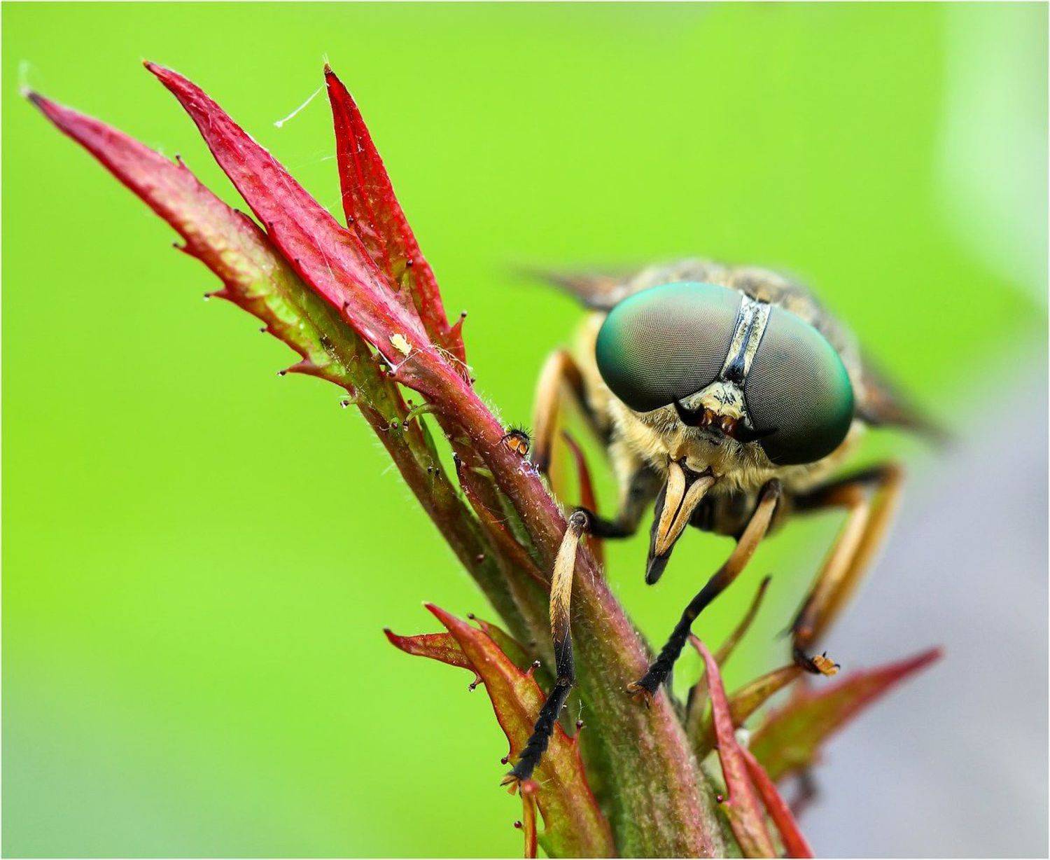 , Uncle_Vova (Владимир Веснин)