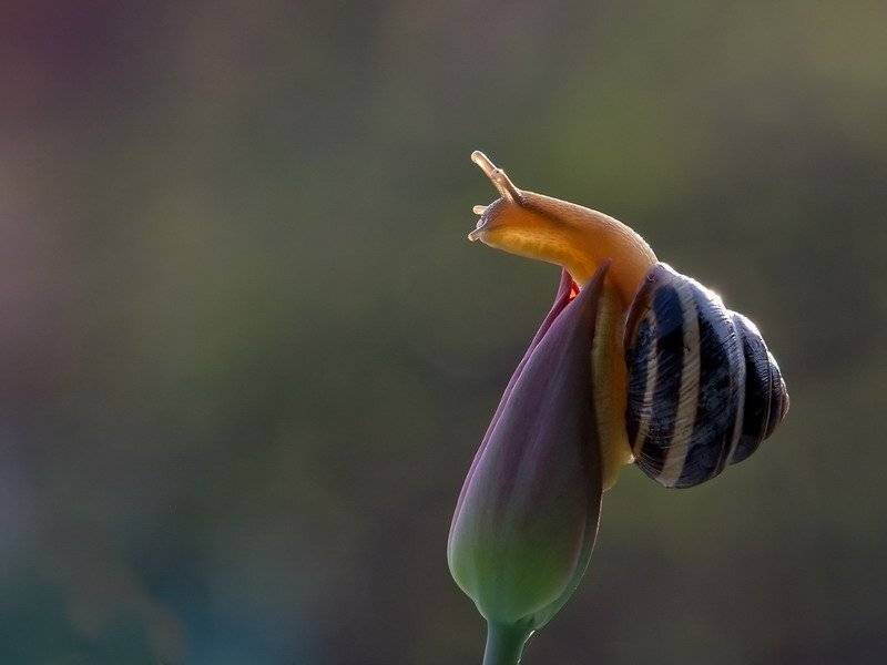 улитка., тюльпан., Вячеслав Мищенко