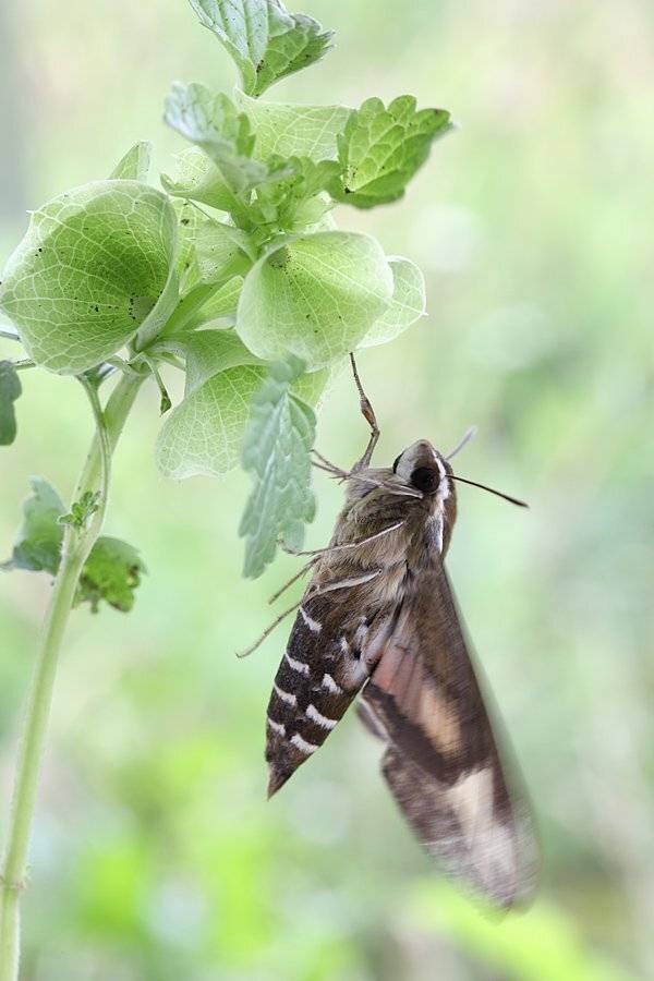 , Сергей Таланов