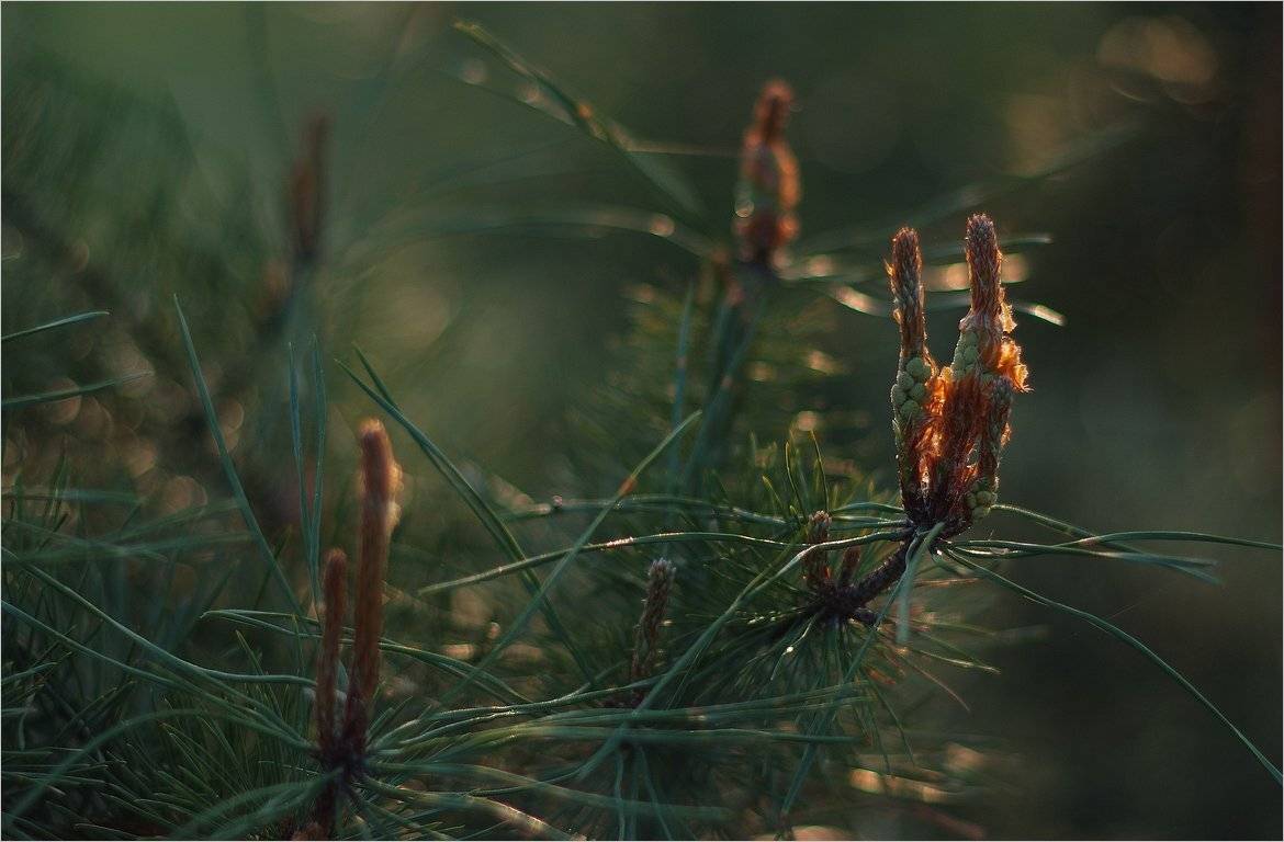 , Николай Шахманцир