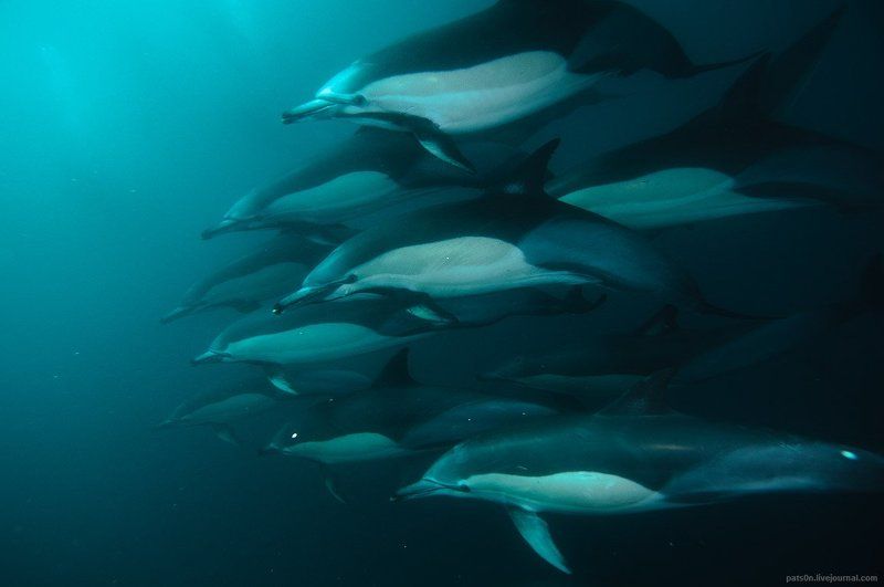 Дельфины, Юар divine creatures фото превью