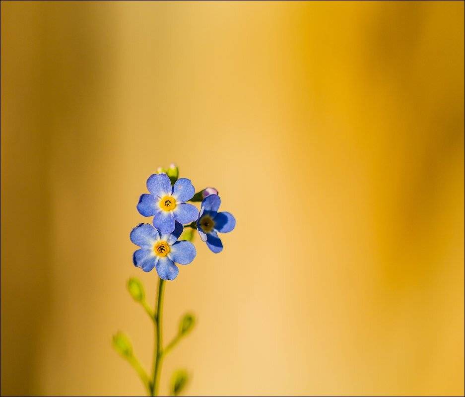 , Бурлов Андрей