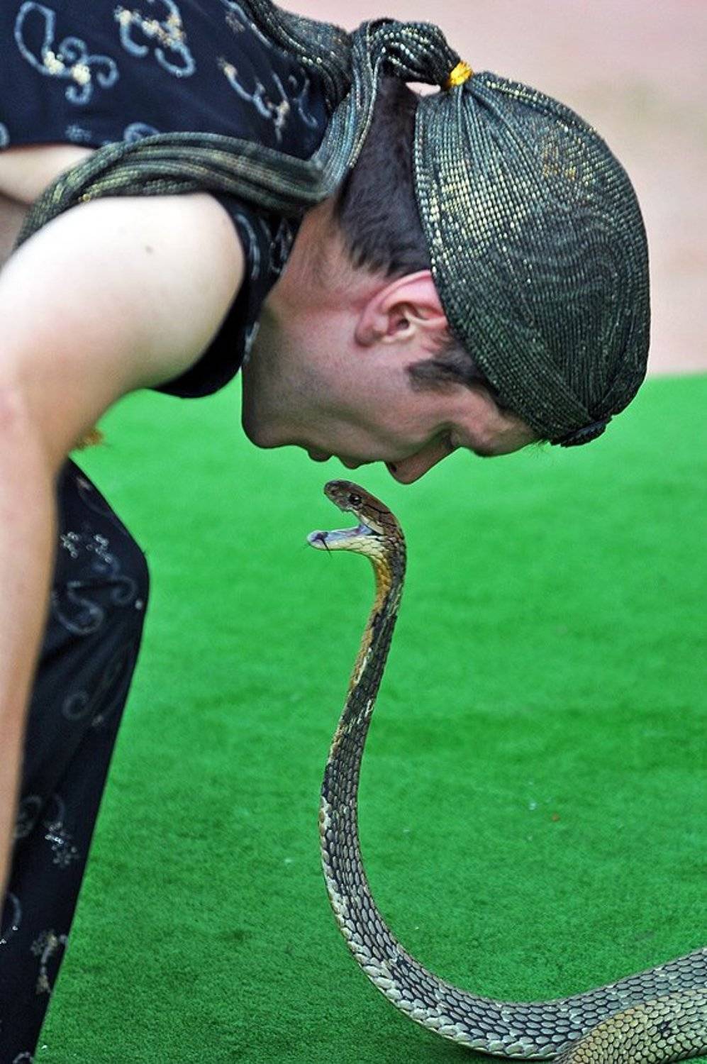 поцелуй, кобры, Борис Пирог