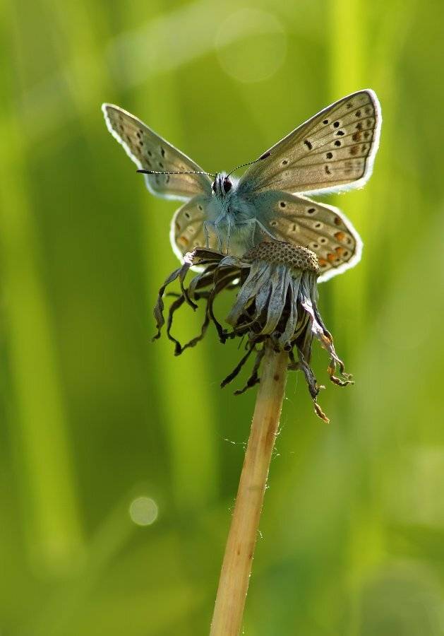 , Чепленко Алексей