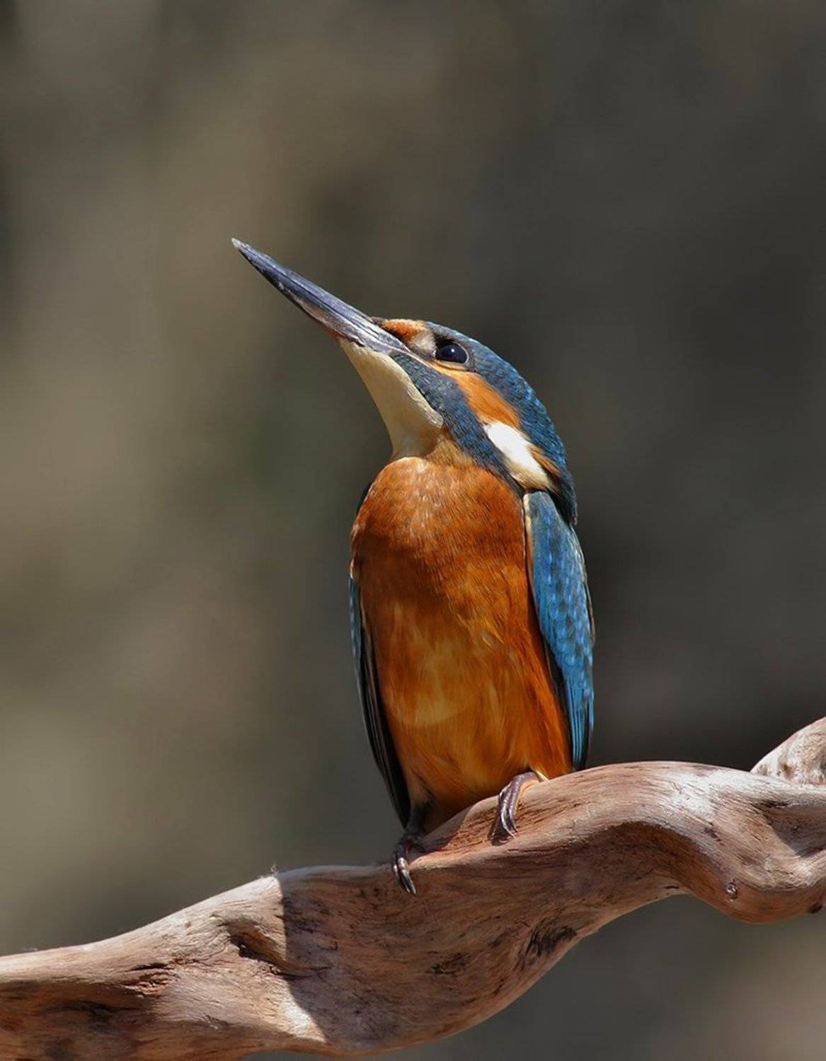 , Стефан Дянков