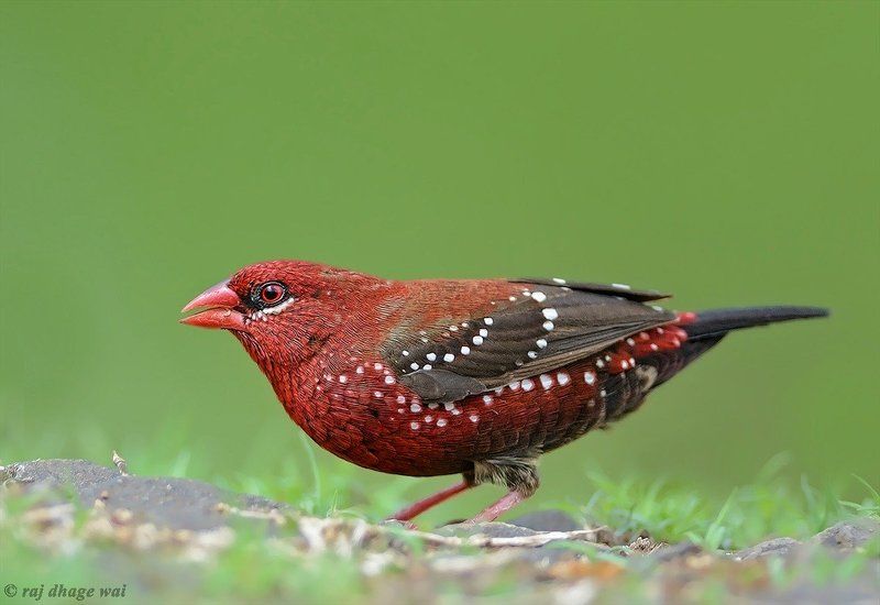 Red Avadavat, male (red munya) фото превью