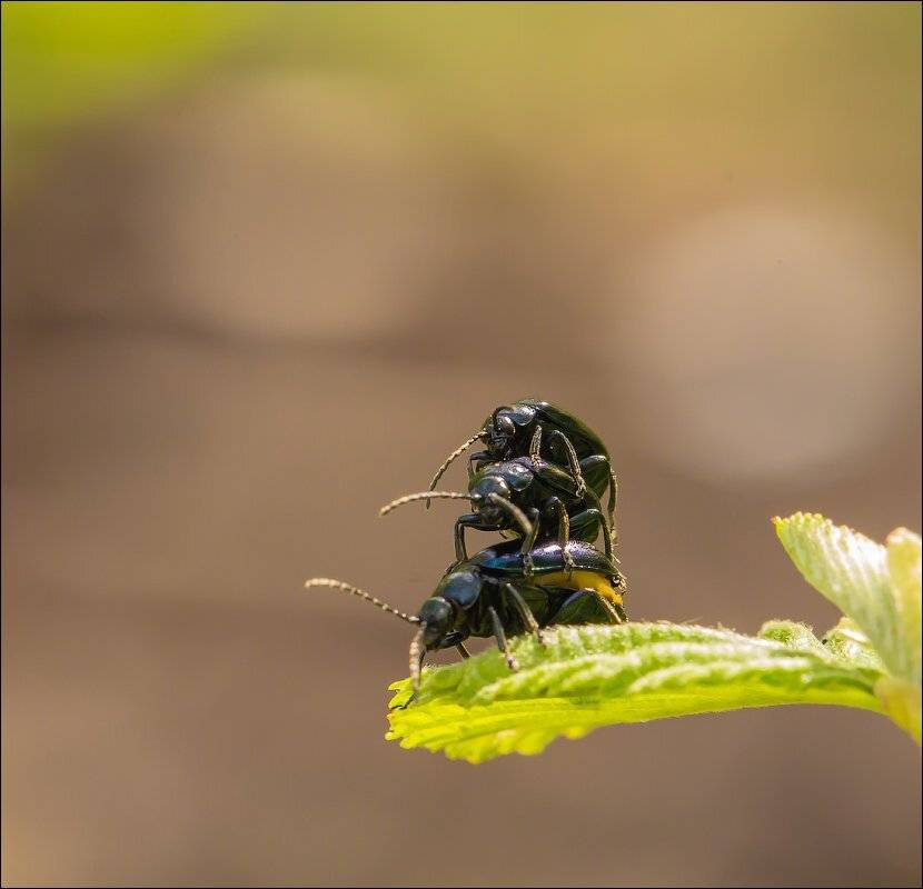 , Бурлов Андрей
