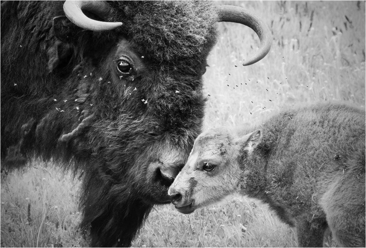 , Денис Кривой