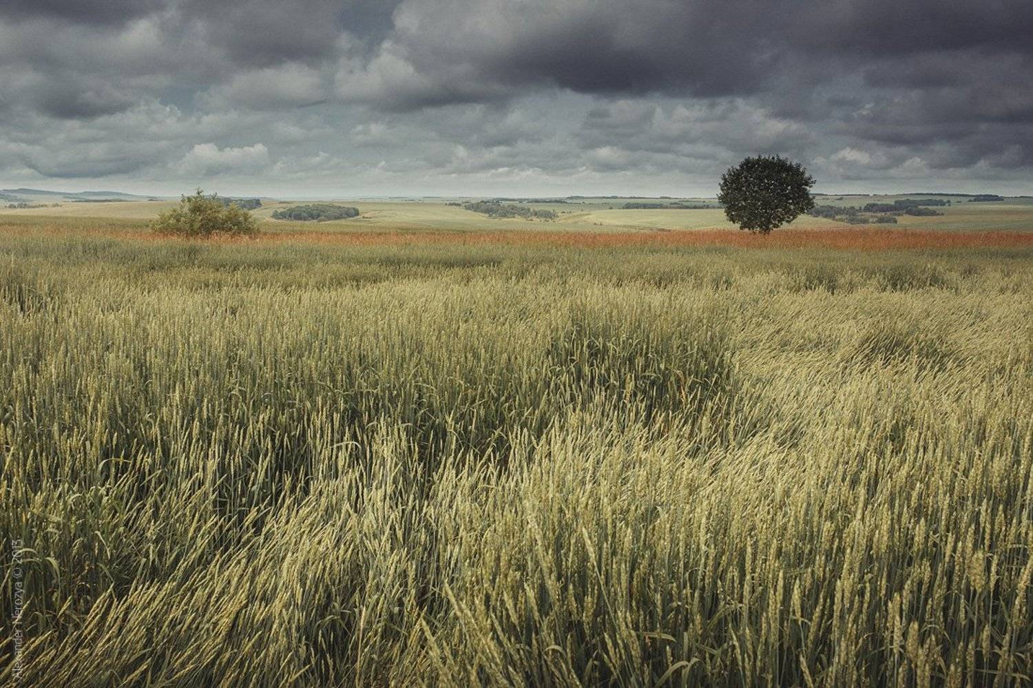 Дерево, Драмма, Небо, Одиночество, Поле, Трава, Александр 'Horimono' Нерозя