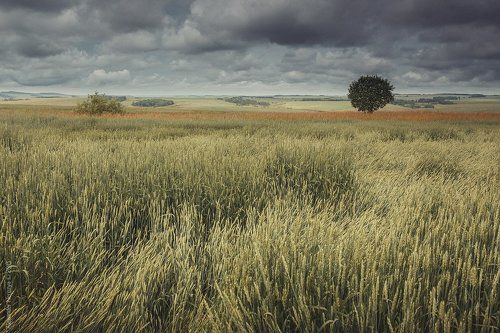 Одинокое дерево