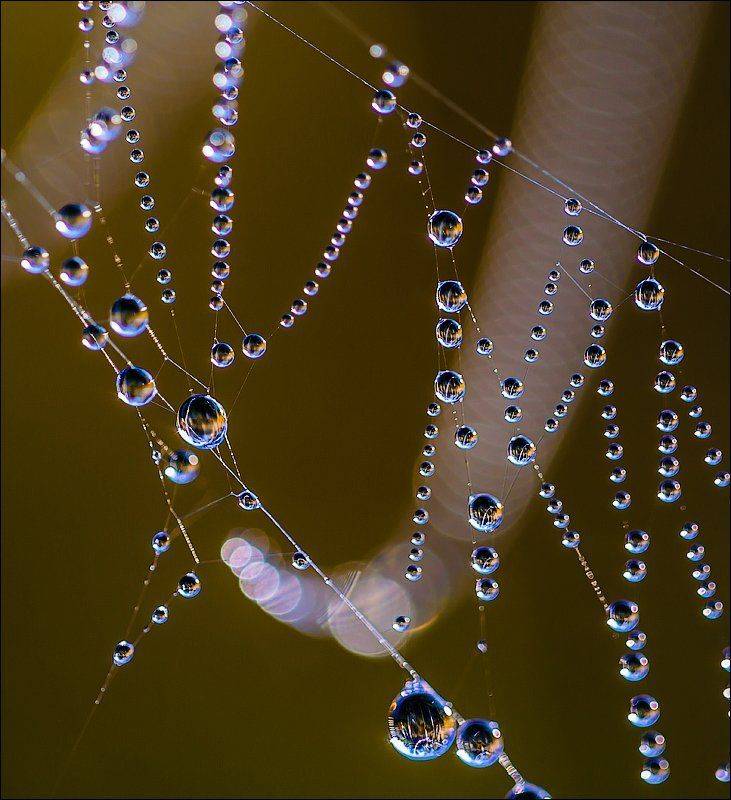 , Бурлов Андрей