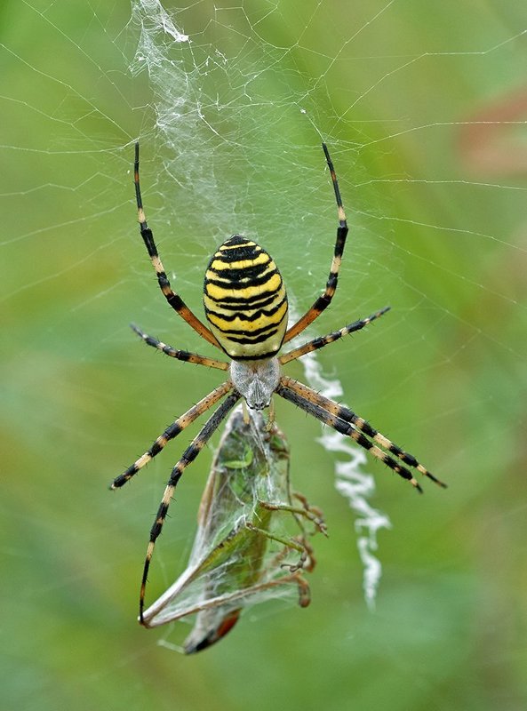 аргиопа брюнниха (argiope bruenn, макро, паук, паук и жертва, паутина Аргиопа Брюнниха фото превью