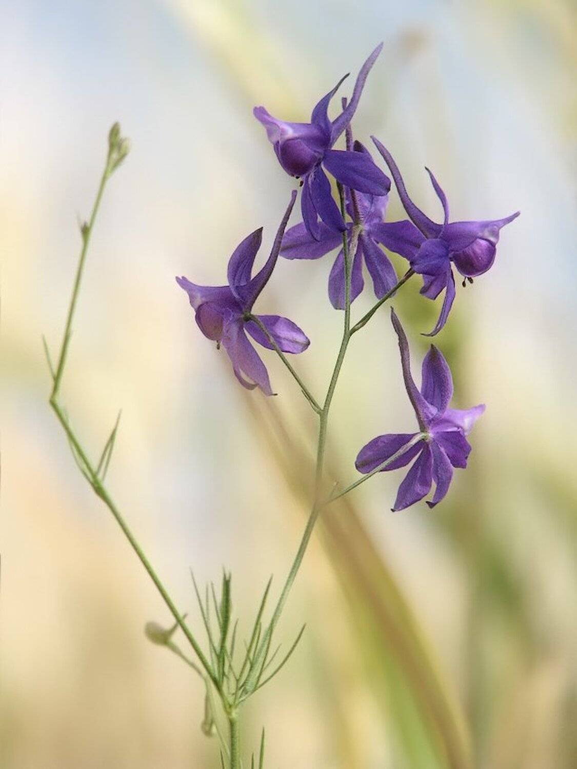 , Ирина Костова