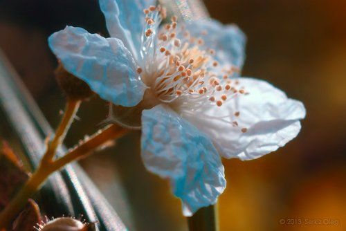 ~The Flower~