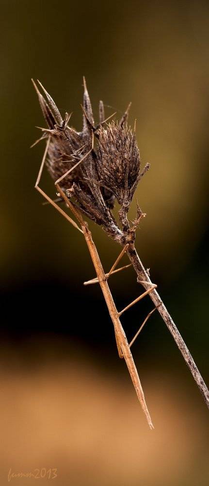 , Игорь ФУММ