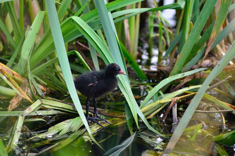 камышница, птенцы Избушка на курьих ножках фото превью