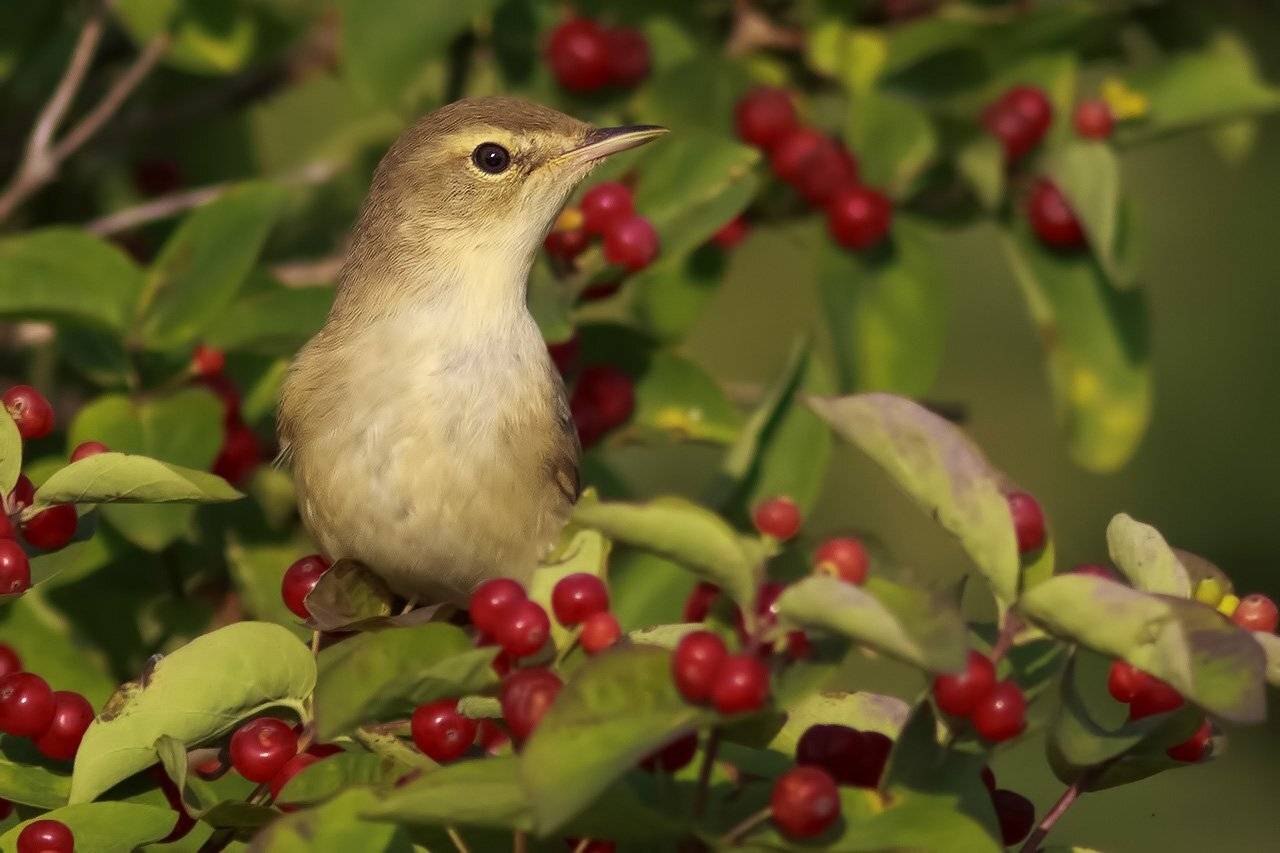 , Ляпустин Юра