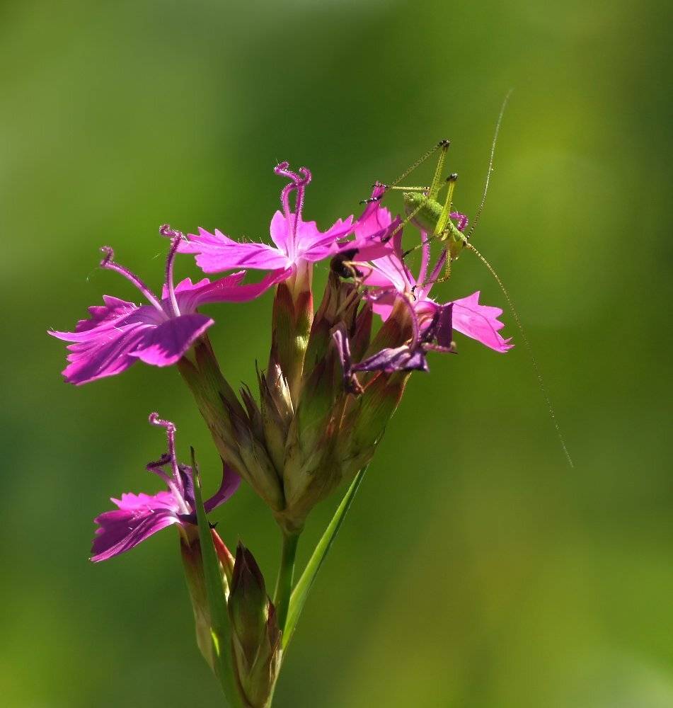 , Чепленко Алексей