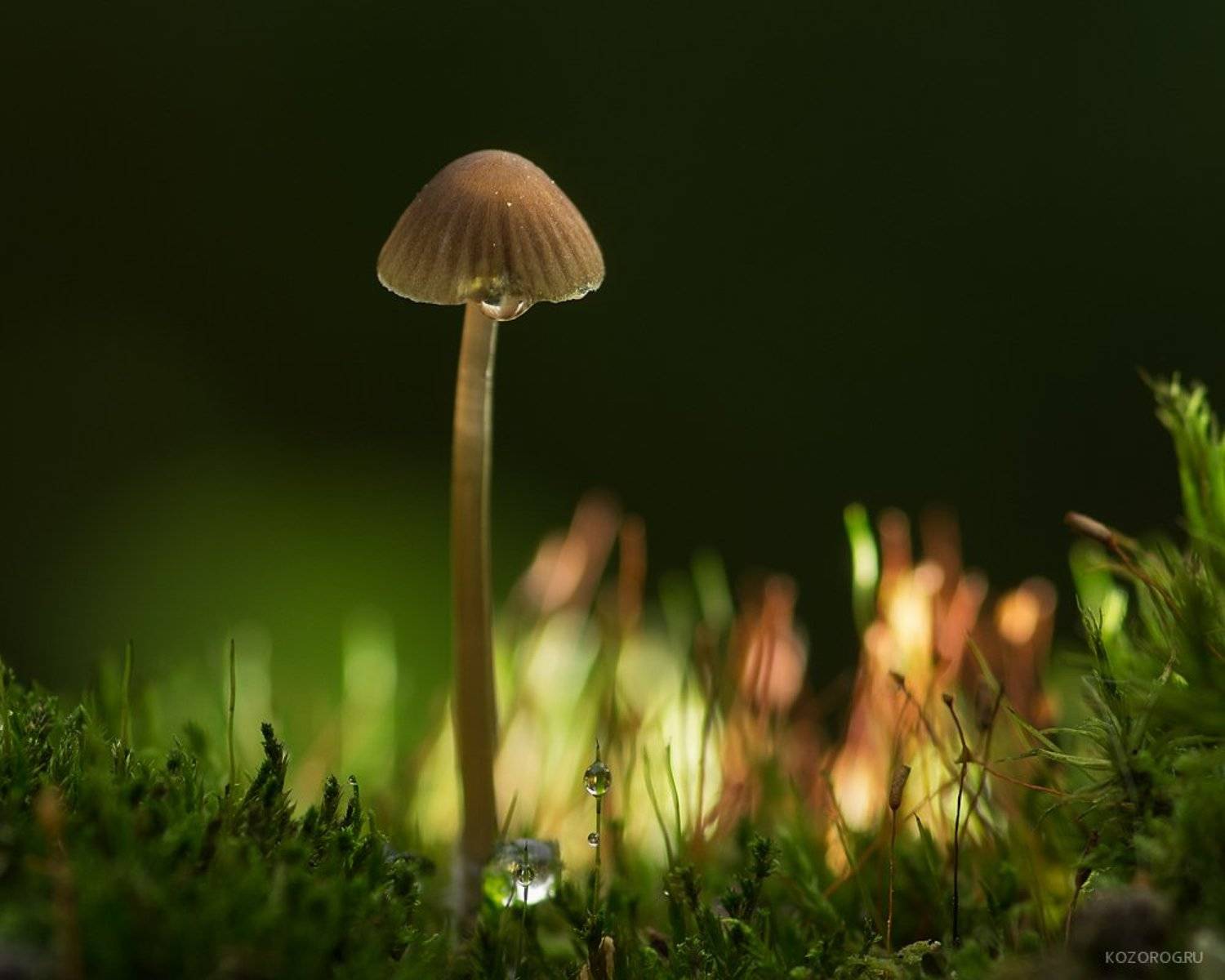 , Ирина Козорог