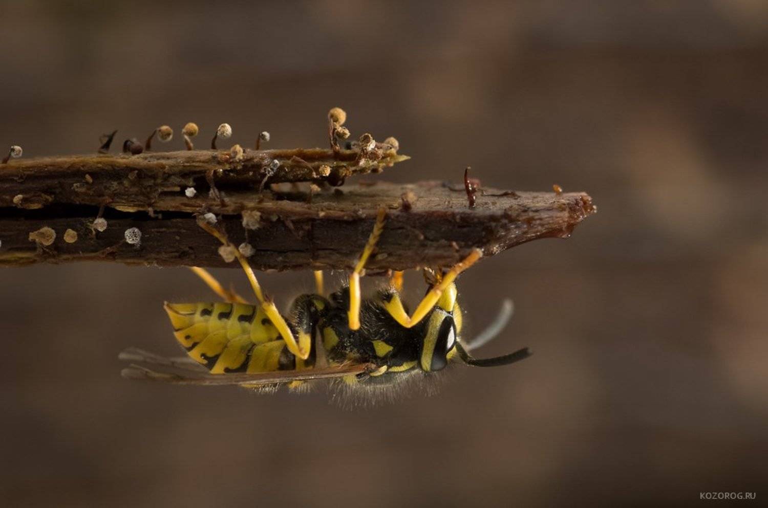 , Ирина Козорог