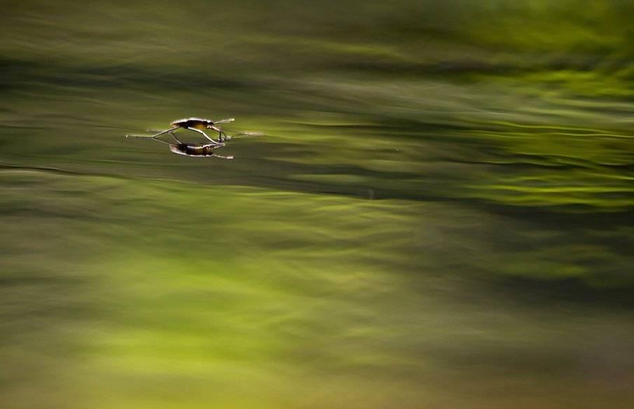 , Иваненко Светлана