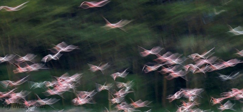 flamingos фото превью