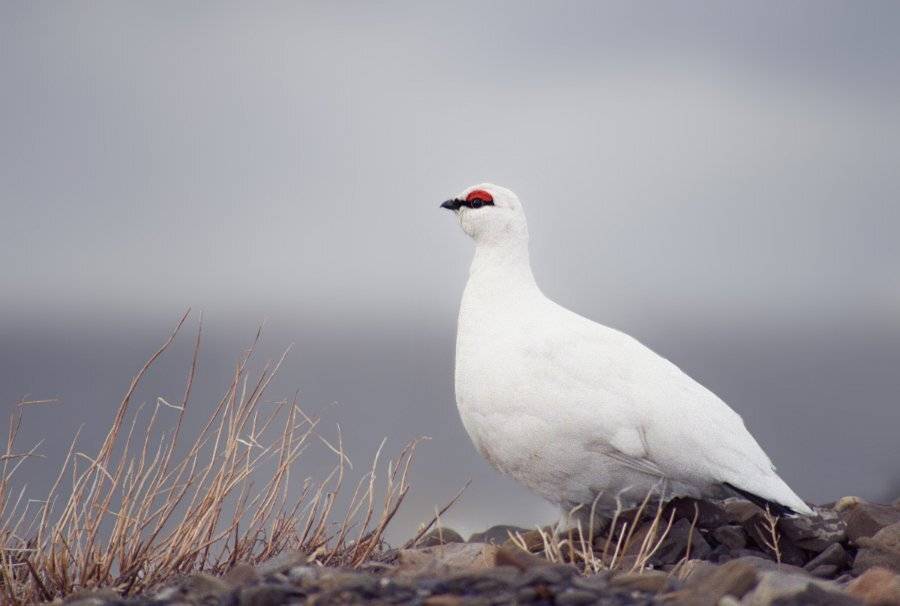 Lagopus muta, Дельта Лены, Куропатка тундряная, Птицы, Тикси, Якутия, Сергей Волков