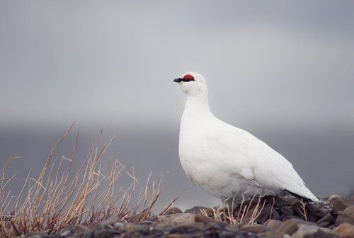 Мне бы в небо...