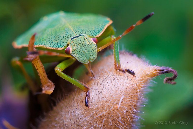 Feeding фото превью