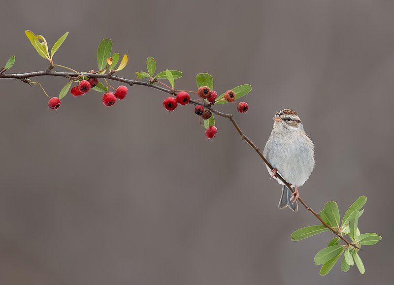 обыкновенная воробьиная овсянка, chipping sparrow, sparrow, овсянка Chipping sparrow. Обыкновенная воробьиная овсянка фото превью