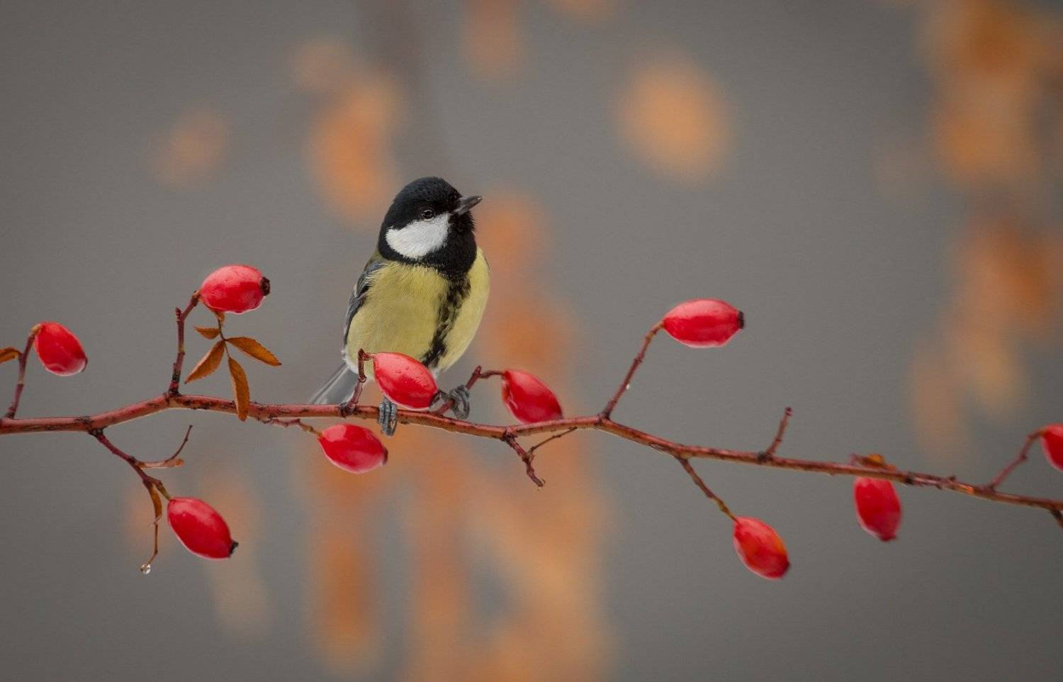 птицы, birds, wildlife, синица, parus major, шиповник, Алексей Юденков