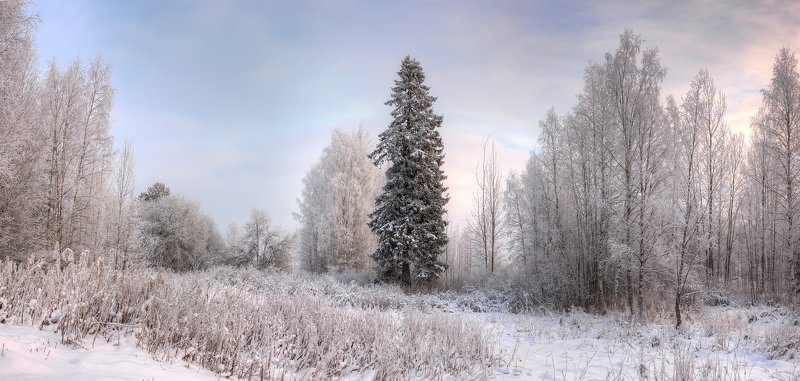 Одинокая Ель :) фото превью