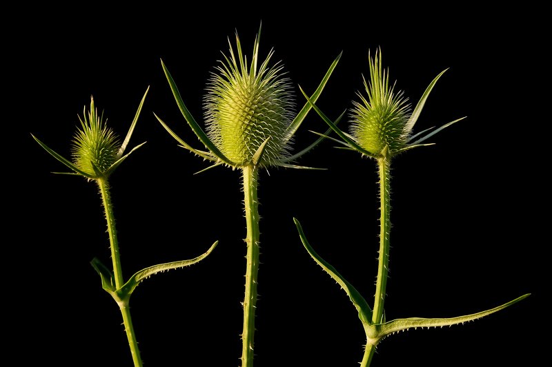 чертополох, цветы, зелёный, чёрный фон, растения, макро, thistle, flowers, green, blackbackground, plants, macro Ночные стражи фото превью