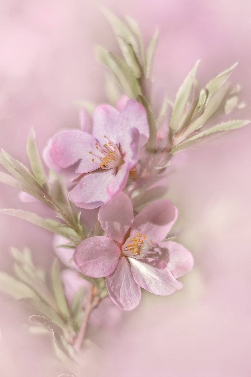 , Воинкова Ирина