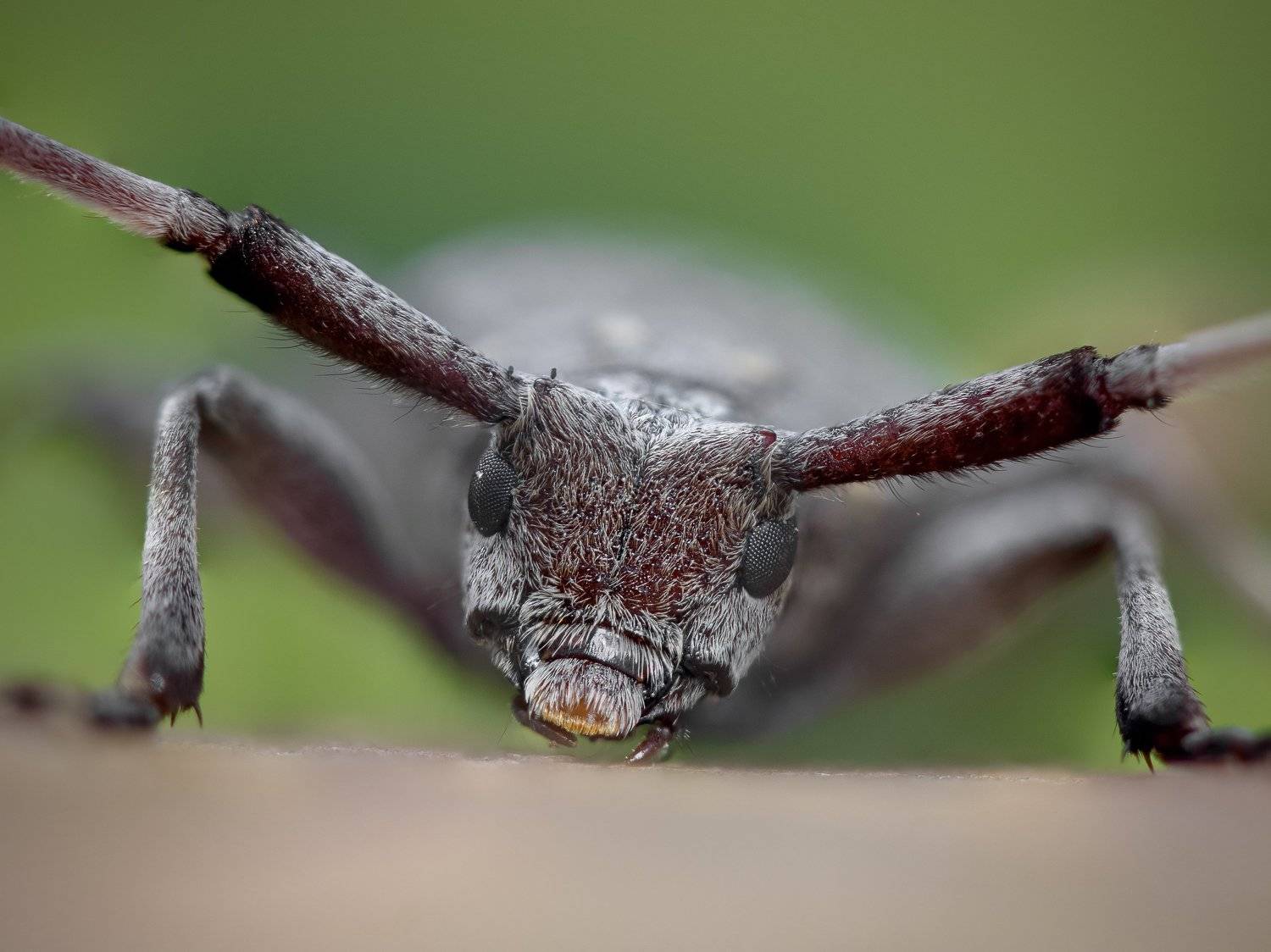 Макро, Александр Рындин