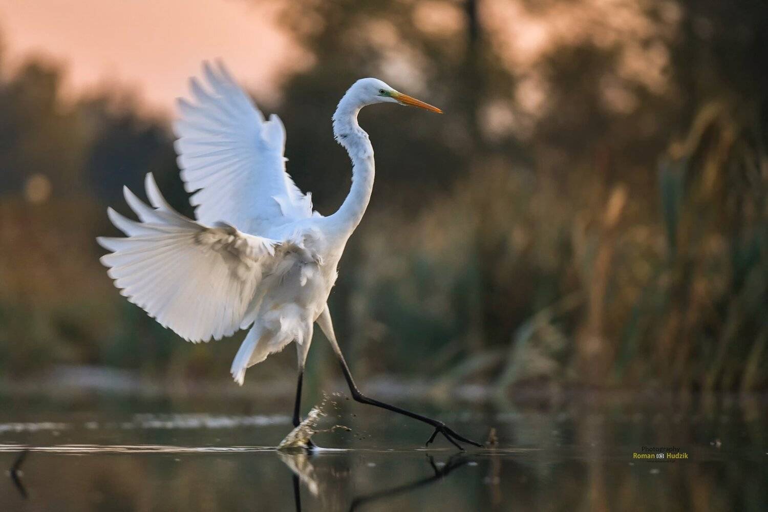 Great egret, nature, birds, Roman Hudzik