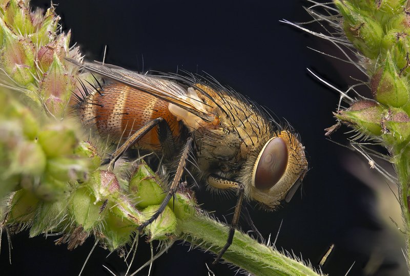 макро, муха, насекомые, макрофото, макромир мушка готовится ко сну фото превью