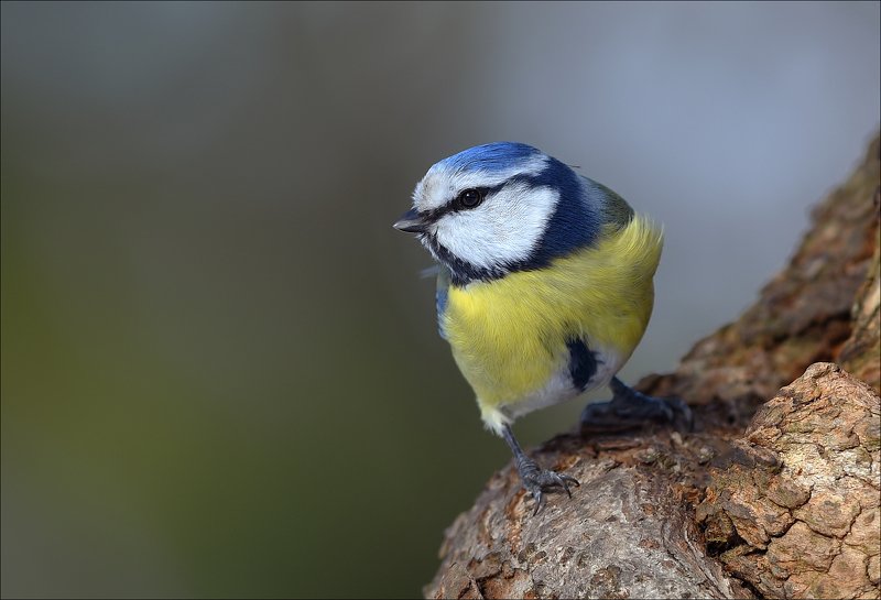 синица, лазоревка Лазоревка фото превью